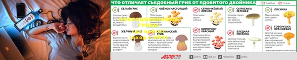 ГАЛЛЮЦИНОГЕННЫЕ ГРИБЫ Верея